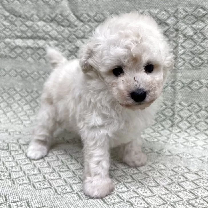 ID:2509-07850の子犬