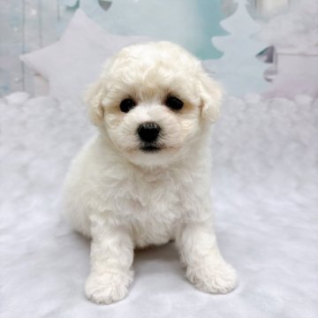 ビションフリーゼ【沖縄県・男の子・2025年8月29日・白】の写真「小柄の甘えん坊ちゃん　父親はチャンピン犬」