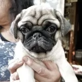 パグ
