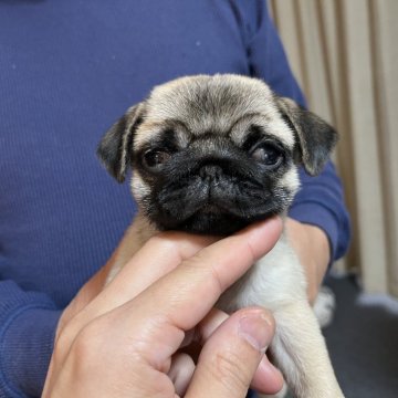 パグ【東京都・女の子・2024年8月11日・フォーン】の写真「元気で大きくなりました、自信を持ってお譲りできます」