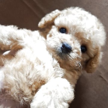 トイプードル(トイ)【沖縄県・男の子・2025年7月14日・アプリコット】の写真「ふわふわ天使の男の子😆」