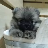 ポメラニアン