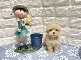 マルプー(マルチーズ×トイプードル)【沖縄県・男の子・2025年6月5日・クリーム】の写真1