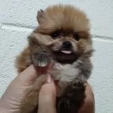 ポメラニアン