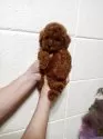 トイプードル(トイ)【沖縄県・男の子・2025年6月6日・レッド】の写真4