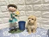 マルプー(マルチーズ×トイプードル)【沖縄県・男の子・2025年6月5日・クリーム】の写真4