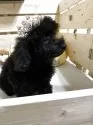 トイプードル(トイ)【沖縄県・女の子・2025年5月5日・ブラック】の写真4「100日経過してずいぶん大きくなりました！」