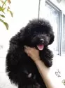 トイプードル(トイ)【沖縄県・女の子・2025年5月5日・ブラック】の写真5「ふわふわです😊」