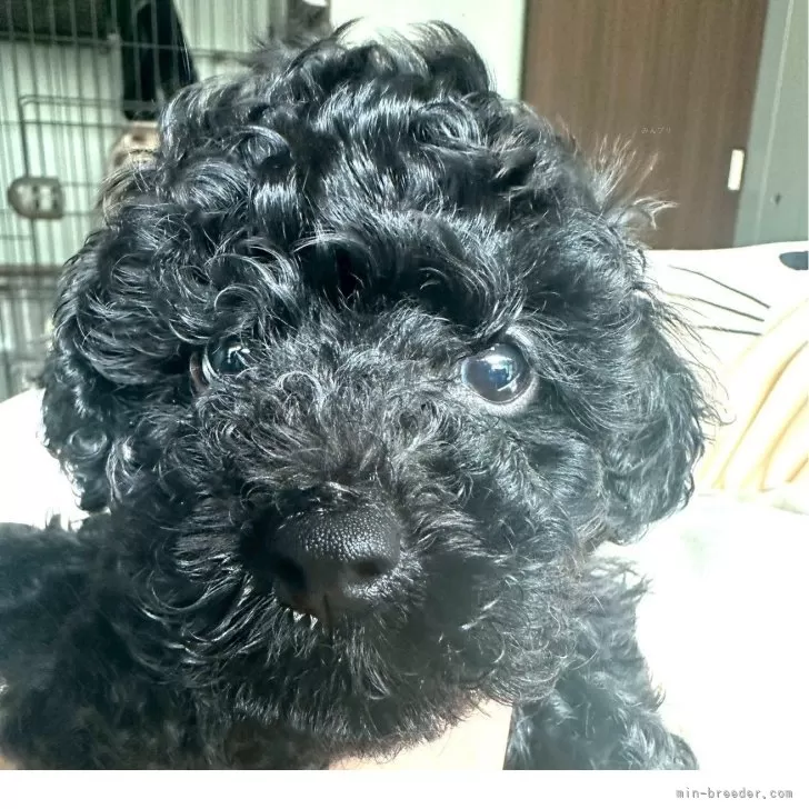 のん 様のお迎えした子犬