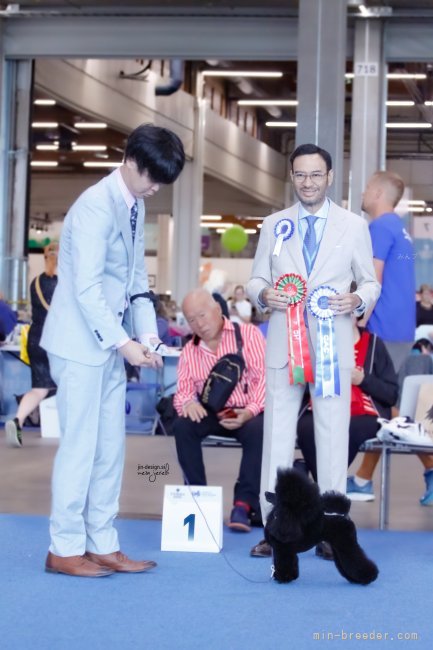 柴田　裕太(しばた　ゆうた)ブリーダー(千葉県・トイプードル・JKC登録)の紹介写真2