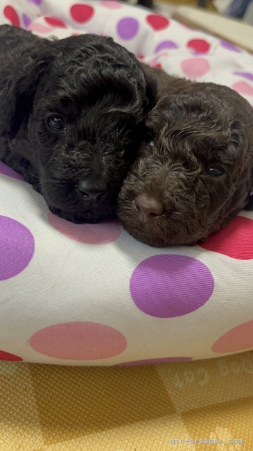 柴田　裕太(しばた　ゆうた)ブリーダー(千葉県・トイプードル・JKC登録)の紹介写真3