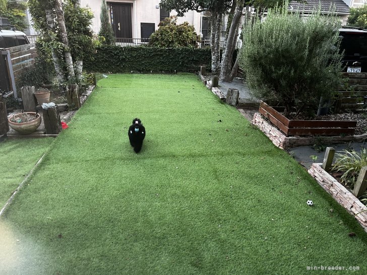 柴田　裕太(しばた　ゆうた)ブリーダー(千葉県・トイプードル・JKC登録)の紹介写真6