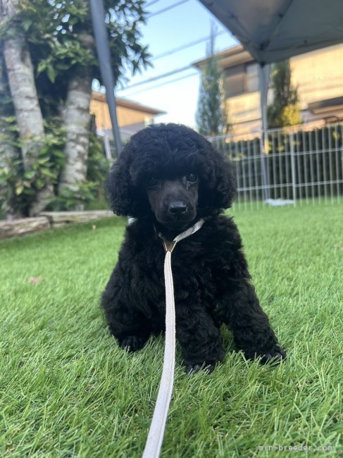 柴田　裕太(しばた　ゆうた)ブリーダー(千葉県・トイプードル・JKC登録)の紹介写真7