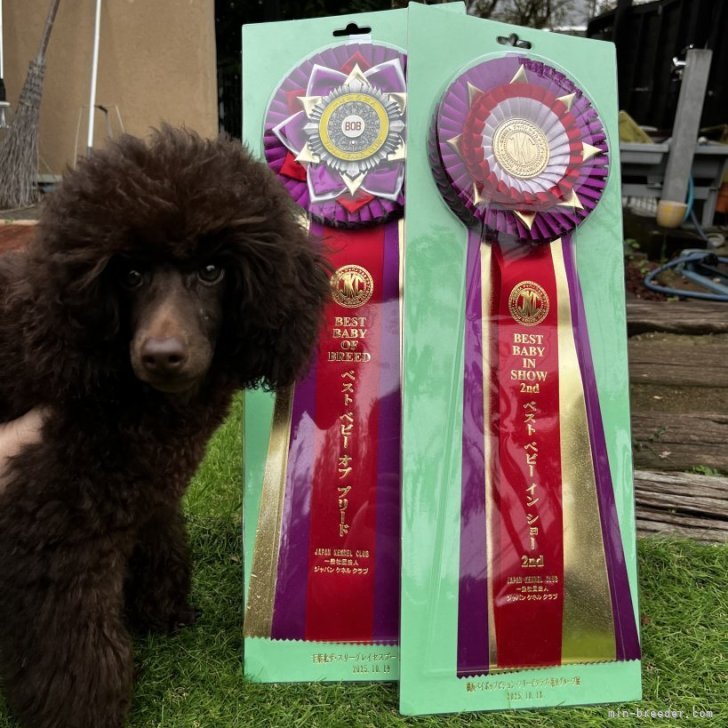 ブリーダー画像