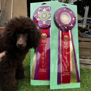 トイプードル(トイ)【千葉県・男の子・2025年6月16日・ブラウン】の写真「ドッグショーでベビーの中で1番と2番を受賞しました」