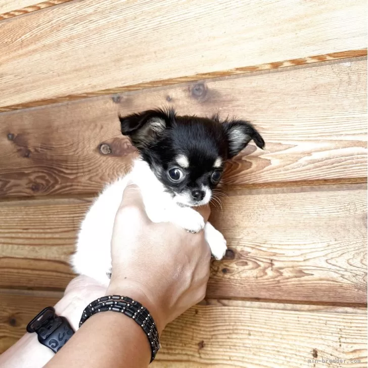 チワワ(ロング)【福岡県・女の子・2025年6月4日・ホワイト&amp;ブラック】の写真1「甘いお顔の愛らしい女の子♡」