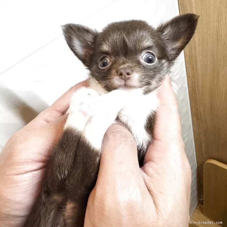 ID：2508-00699の子犬