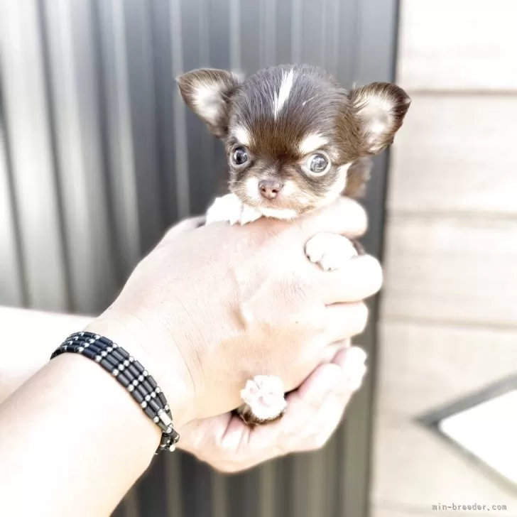 ID:2507-06102の子犬
