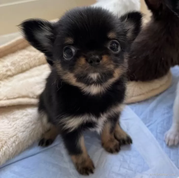 ID：2412-05957の子犬