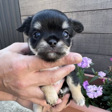 チワワ(ロング)【福岡県・男の子・2024年10月25日・ブラックタン】の写真「タンが派手派手な男の子🖤」