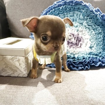 チワワ(スムース)【福岡県・男の子・2025年9月13日・チョコタン】の写真「ミニミニ特選くんです♡」