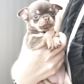 チワワ(スムース)【福岡県・女の子・2025年9月13日・チョコタン】の写真「愛らしい女の子です♡」