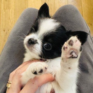 チワワ(ロング)【福岡県・男の子・2024年10月25日・ブラックパーティー】の写真「綺麗な柄がチャームポイントです✨」