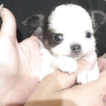 チワワ(ロング)【福岡県・男の子・2025年9月19日・ホワイトブルー】の写真「愛らしい子です✨」