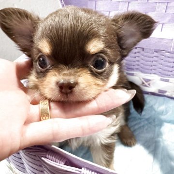 チワワ(ロング)【福岡県・男の子・2025年3月20日・チョコタン】の写真「垂れたお耳もピンっと立ってとても愛らしい子です😍」