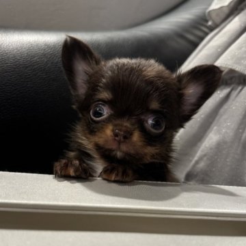 チワワ(ロング)【福岡県・男の子・2024年11月2日・チョコレートタン】の写真「ミニミニで綺麗なカラーに可愛いお顔してます💓」