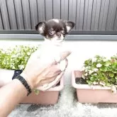 チワワ(ロング)