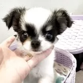 チワワ(ロング)