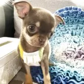 チワワ(スムース)【福岡県・女の子・2025年9月13日・チョコタン】の写真1「検診の日に主治医からめちゃくちゃ可愛いとお墨付きを頂いた女の子♡」