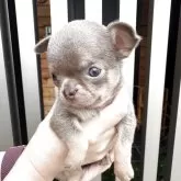 チワワ(スムース)