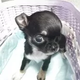 チワワ(スムース)