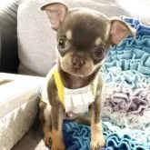 チワワ(スムース)【福岡県・女の子・2025年9月13日・チョコタン】の写真3「撮影では1番お利口さんでした🙌」