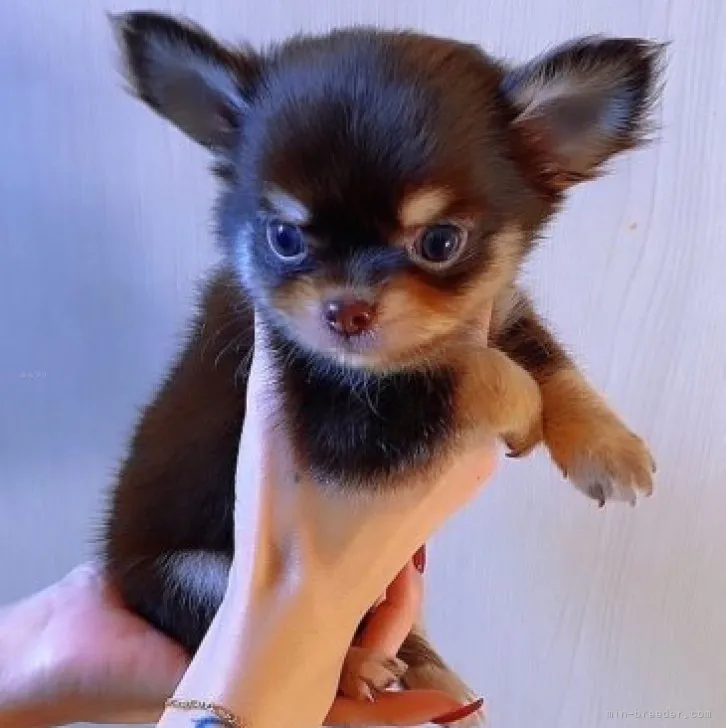 ID：2311-00496の子犬