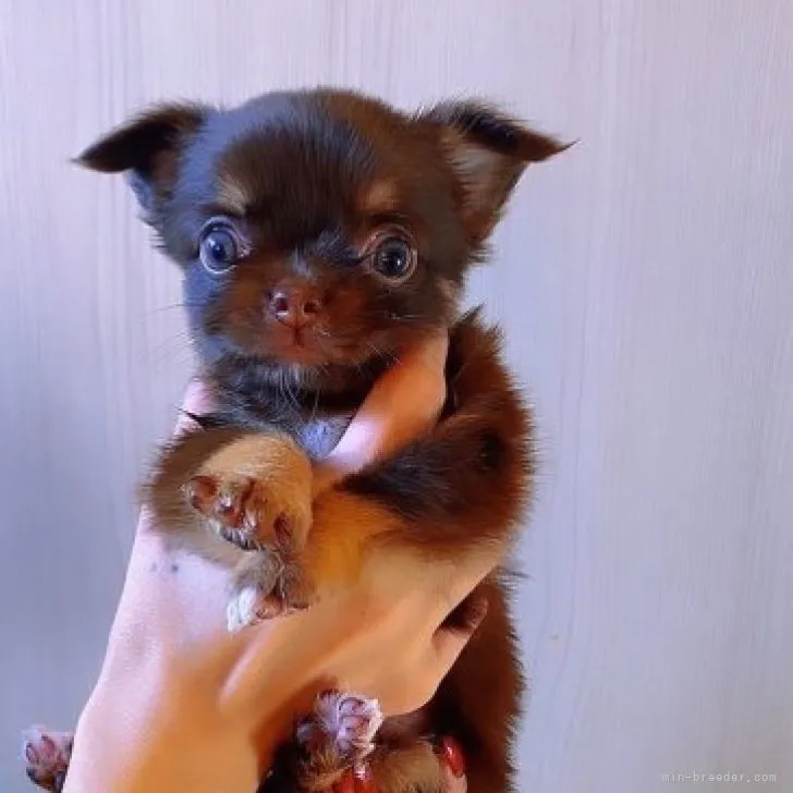 ID：2311-00497の子犬