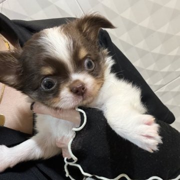 チワワ(ロング)【福岡県・男の子・2024年5月27日・チョコパーティー】の写真「左右対称でキレイな柄が特徴の元気な男の子です！」