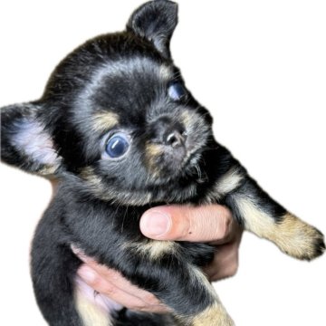 チワワ(ロング)【福岡県・男の子・2024年3月25日・ブラックタン&ホワイト】の写真「写真で伝わらないけど実物は本当可愛いです🩷」