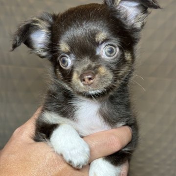 チワワ(ロング)【福岡県・女の子・2024年8月20日・チョコタン&ホワイト】の写真「愛らしい女の子🩷」