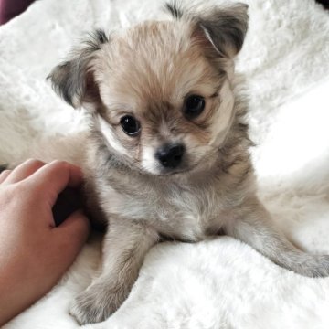 チワワ(ロング)【群馬県・男の子・2025年4月11日・フォーン】の写真「魅惑的なプリプリボディ😍」