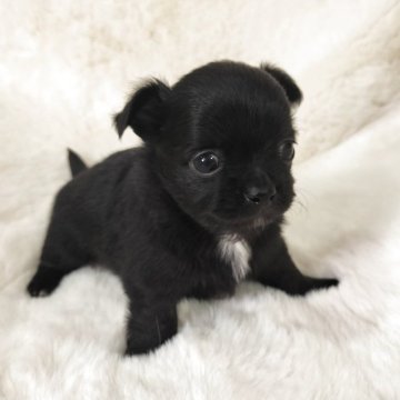 チワワ(ロング)【群馬県・男の子・2025年4月11日・ブラックポイントホワイト】の写真「胸元のちょっぴり白毛が可愛い😍」