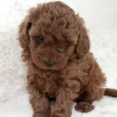 トイプードル(トイ)