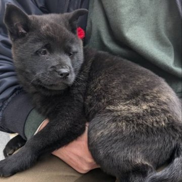 甲斐犬【愛媛県・女の子・2025年1月17日・黒虎毛】の写真「女の子らしい、顔立ち」