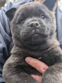 甲斐犬【愛媛県・男の子・2025年1月17日・黒虎毛】の写真3「虎毛が出てきました。」