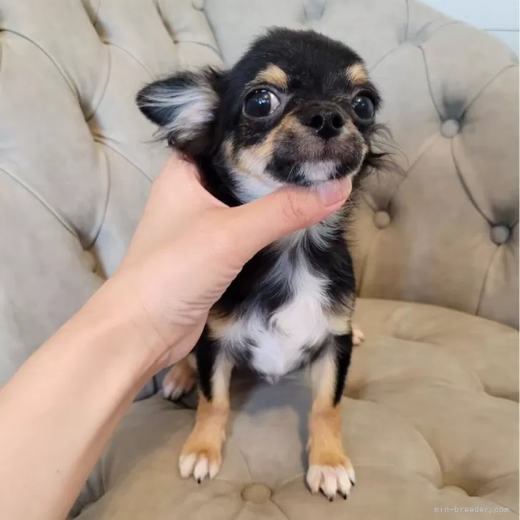 ID:2504-06387の子犬