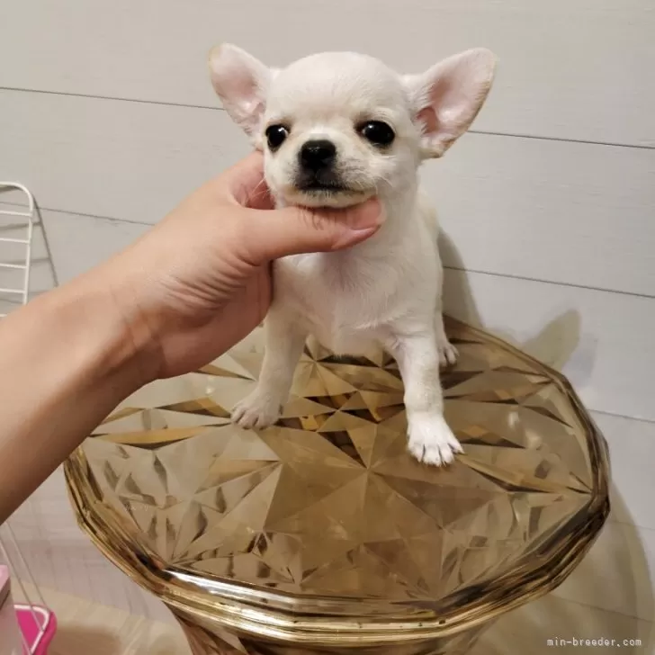 ID:2508-03002の子犬