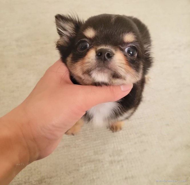 チワワ(ロング)【滋賀県・男の子・2025年5月26日・ブラックタン】人が