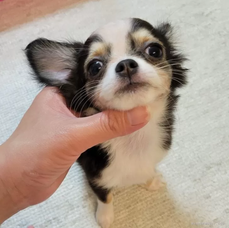 ID:2506-08051の子犬